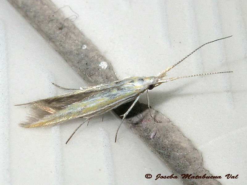 Coleophora sp. - Coleophoridae ?